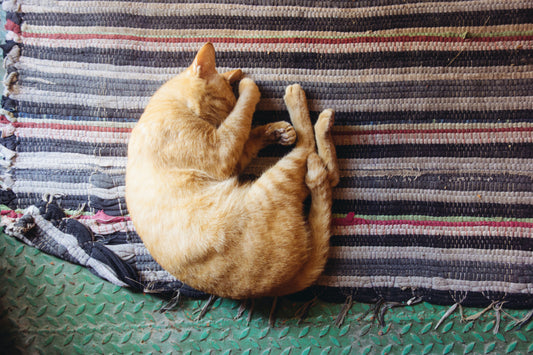 The Art of Napping: Benefits and Techniques for a Midday Snooze